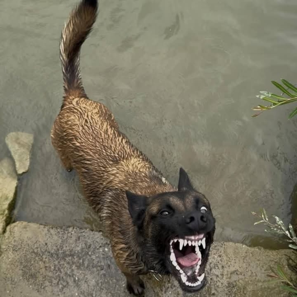 Durable Brown Dog Chew Toy